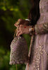 AJR Dastan e Ishq Luxury Festive Formals – Dhanak