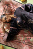 Saira Rizwan Joolie Prints – CITY BLOOM – JPU25-04
